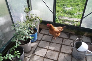 Brandy the Escape Artist Chicken seems to enjoy hanging out with me in the garden