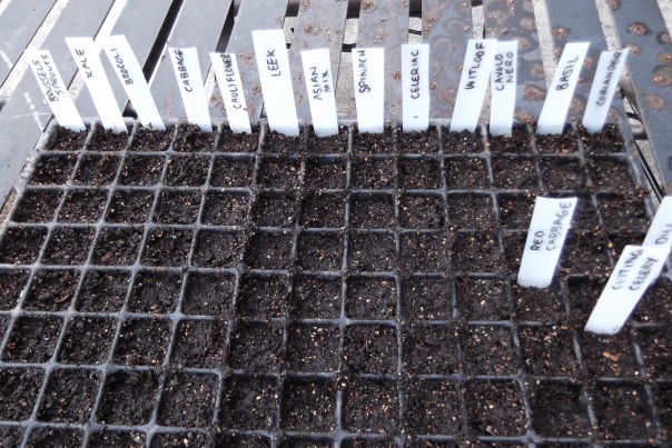 Always take a photo of your seed tray  - just in case something bad happens to your labels