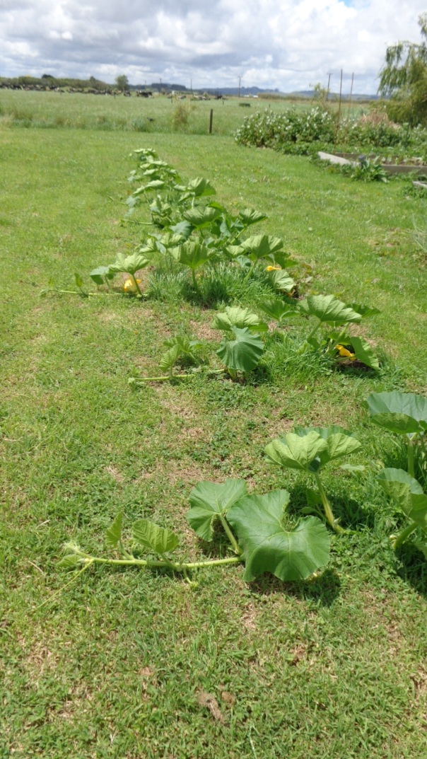 I'm training my pumpkins to grow in a straight line!