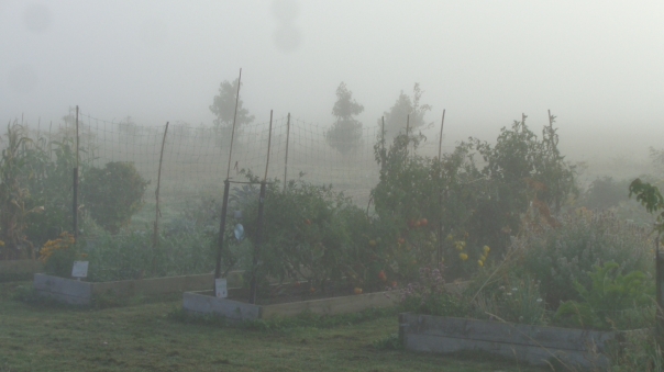 A few days ago the garden was shrouded in mist...