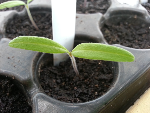 The unmistakable tomato seedling - you always know where you are with a tomato seedling