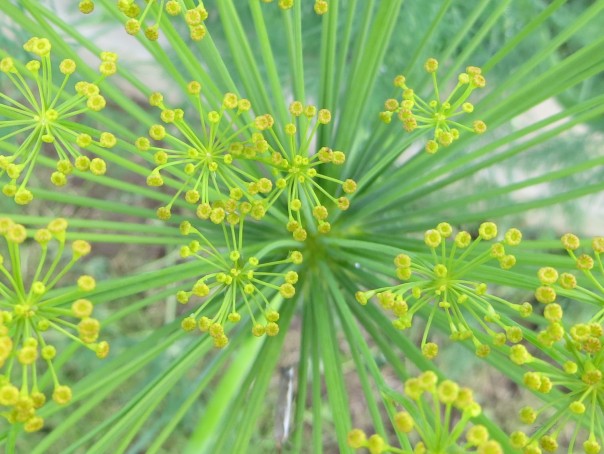 The dill flowers have a explosion on lines, like fireworks