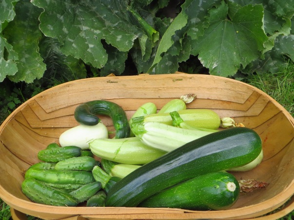 Just today's zukes, cukes and gherkins