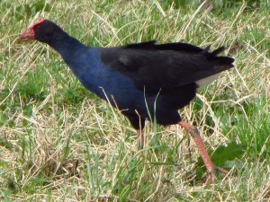 This cheeky pukeko is not allowed in the garden - him and his thieving blackbird mate