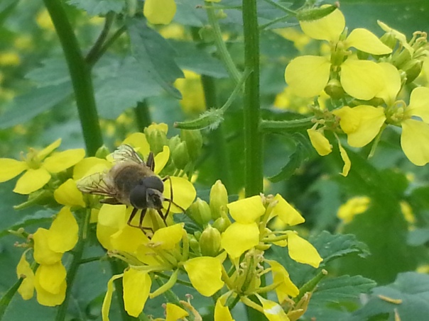 The bees are loving my mustard cover crop.