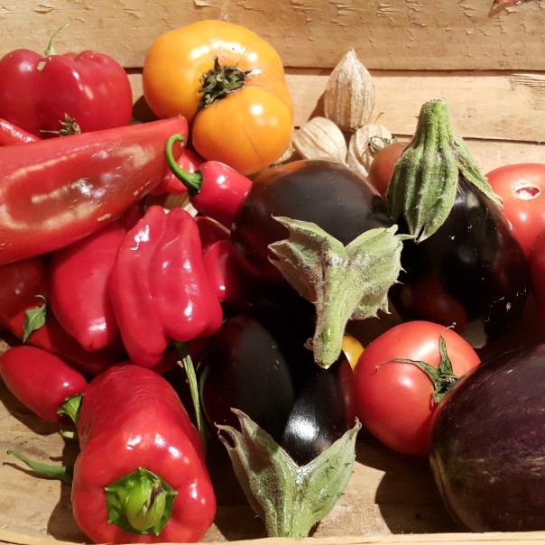 Peppers, tomatoes and eggplant