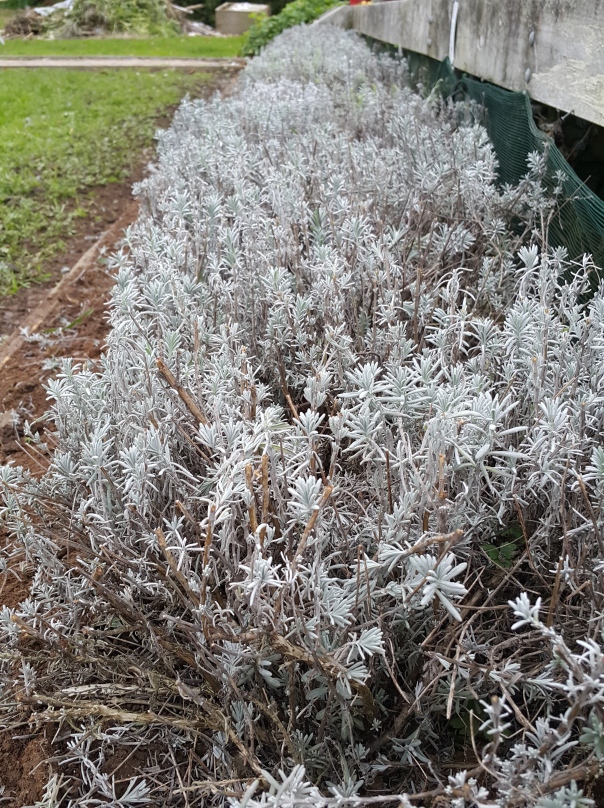 pruned and weeded lavender