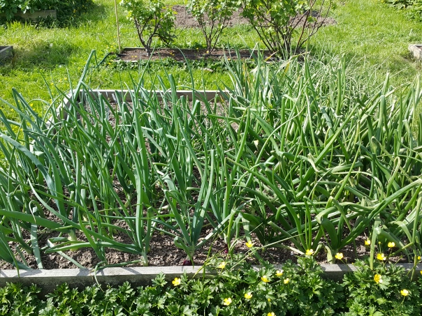The Onion Overflow Bed