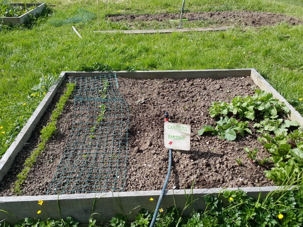The Carrot and Parsnip Bed