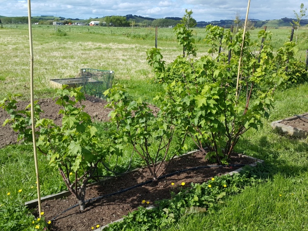 The Black Currant Bed