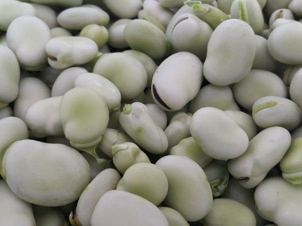 Broad beans in their rubbery jackets