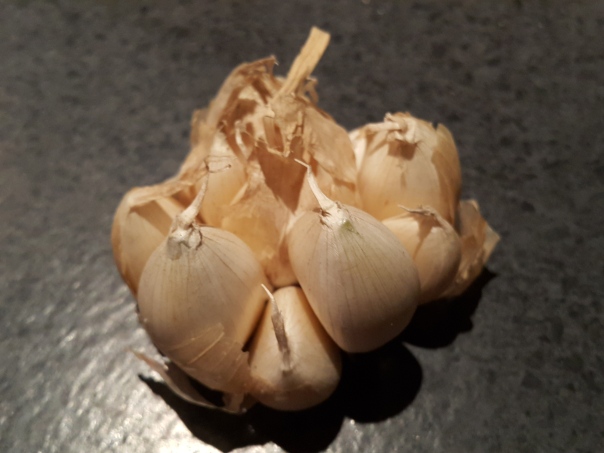Early Garlic