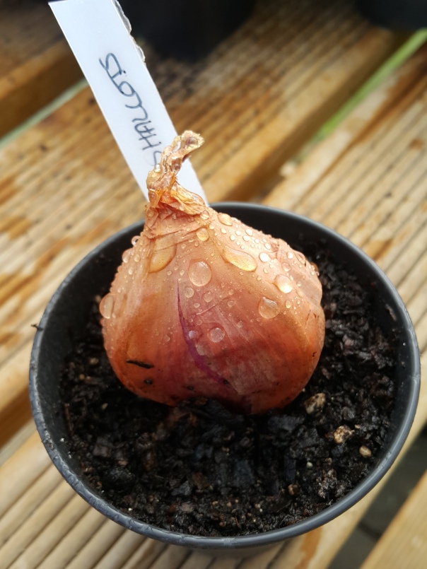 Growing shallots in pots