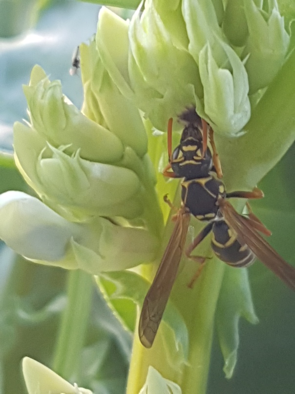 Paper wasp on broad beans
