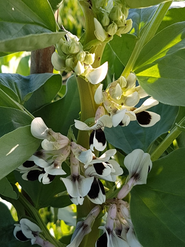 Broad bean flowers