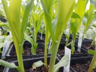 Corn seedlings