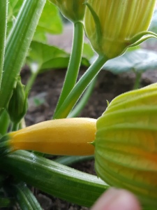 The yellow of golden zucchini