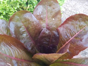 The brown of the salad leaves