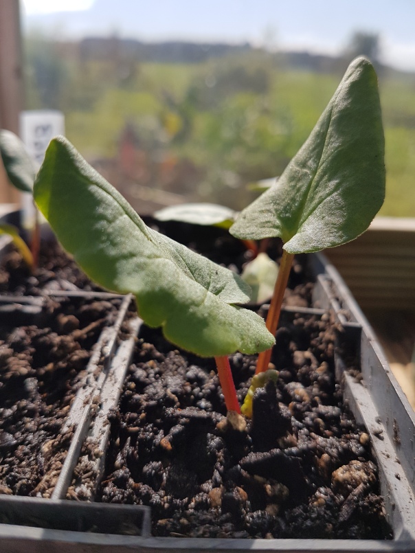 Rhubarb seedlings