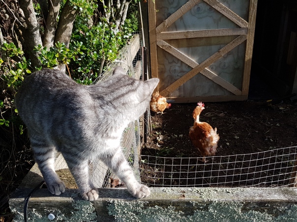 cat meets chickens