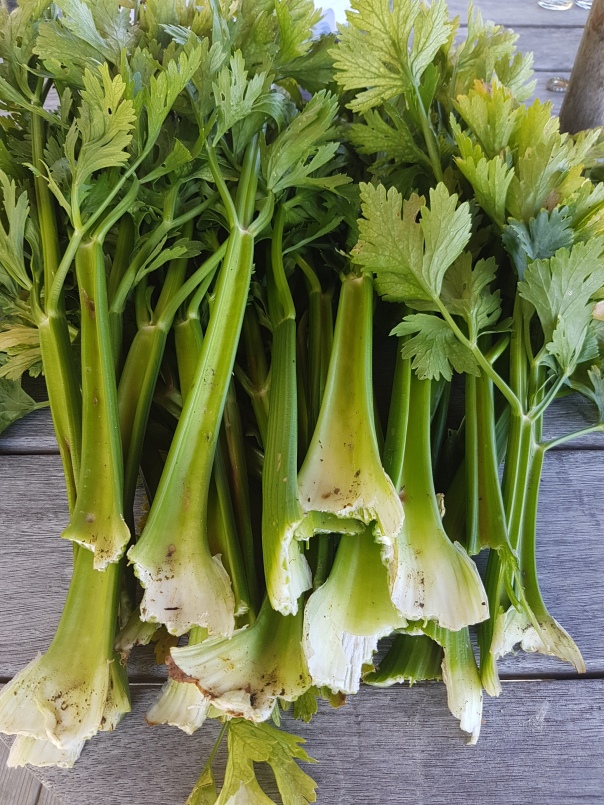 Celery to be proud of