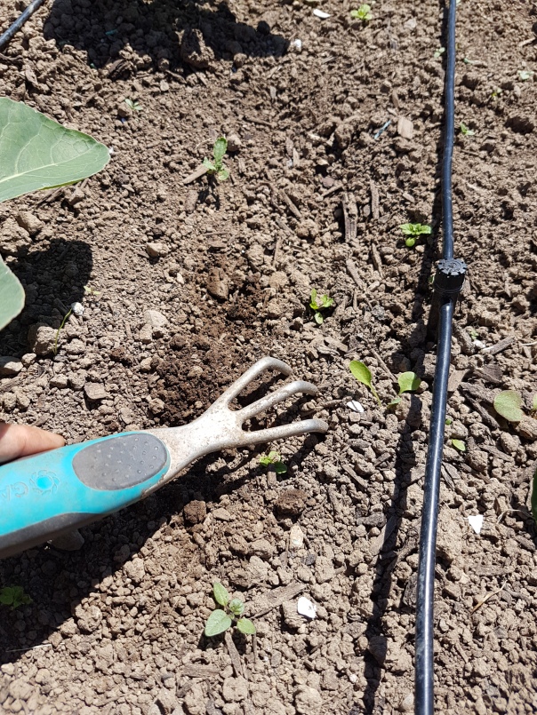 Take care of small weeds with a good forK