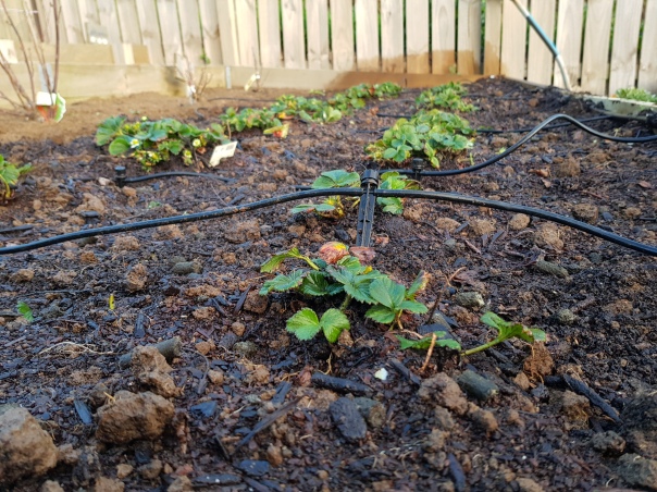 Sorted strawberry patch