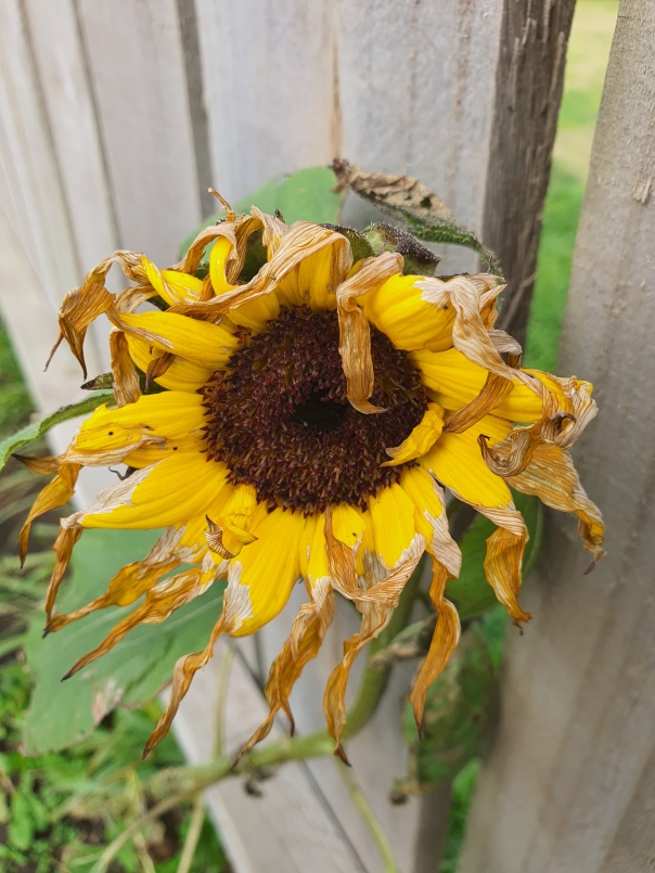 wind battered sunflower