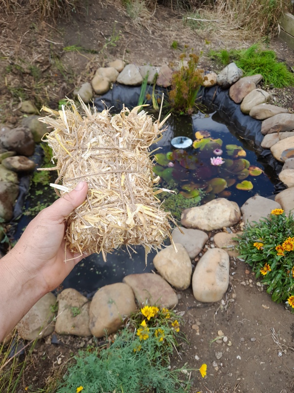 Barley straw for the pond