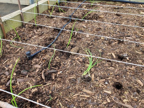 Planting onion seedlings